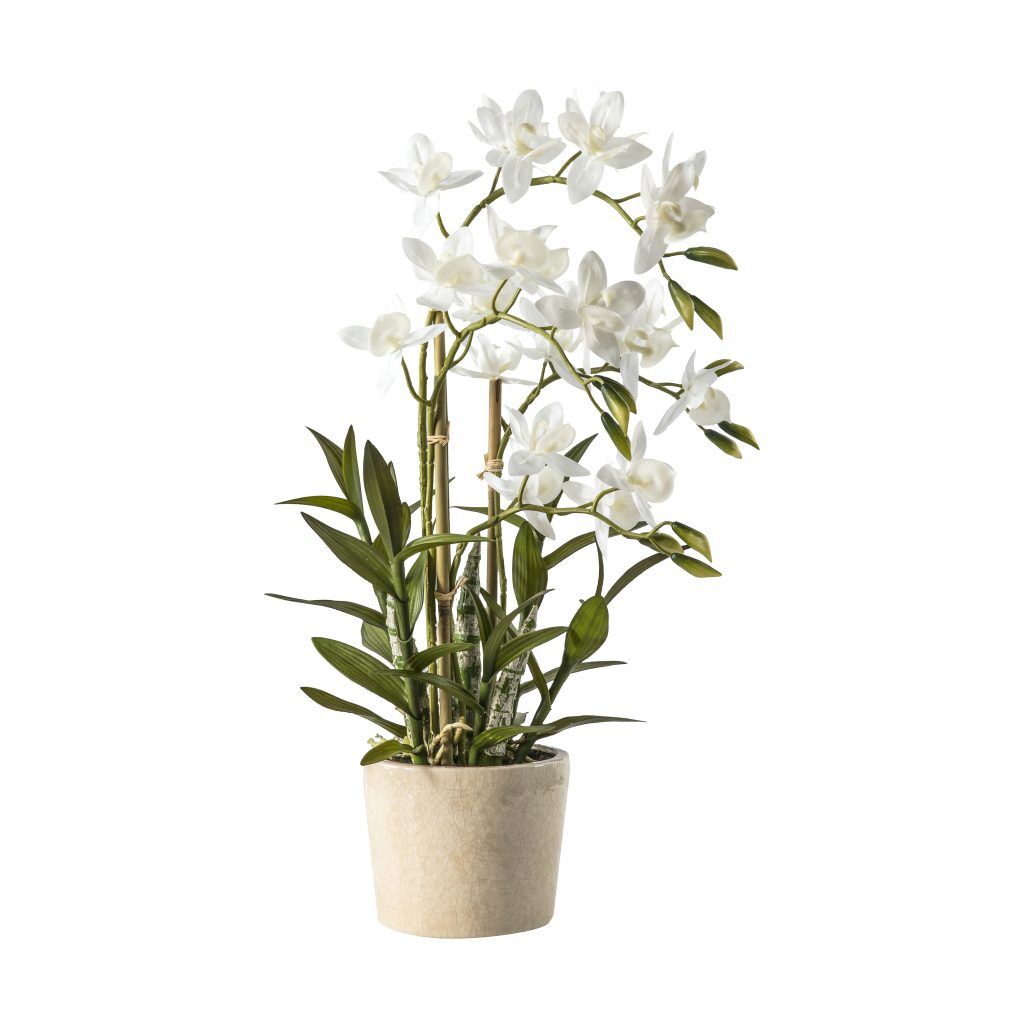 Gallery Direct Orchid Cycnoches | Shackletons