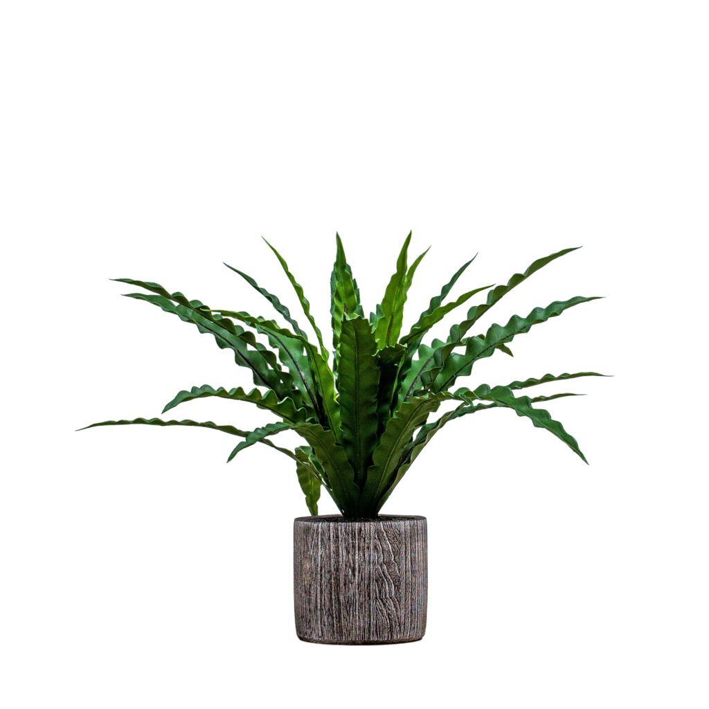 Gallery Direct Potted Asplenium Fern | Shackletons