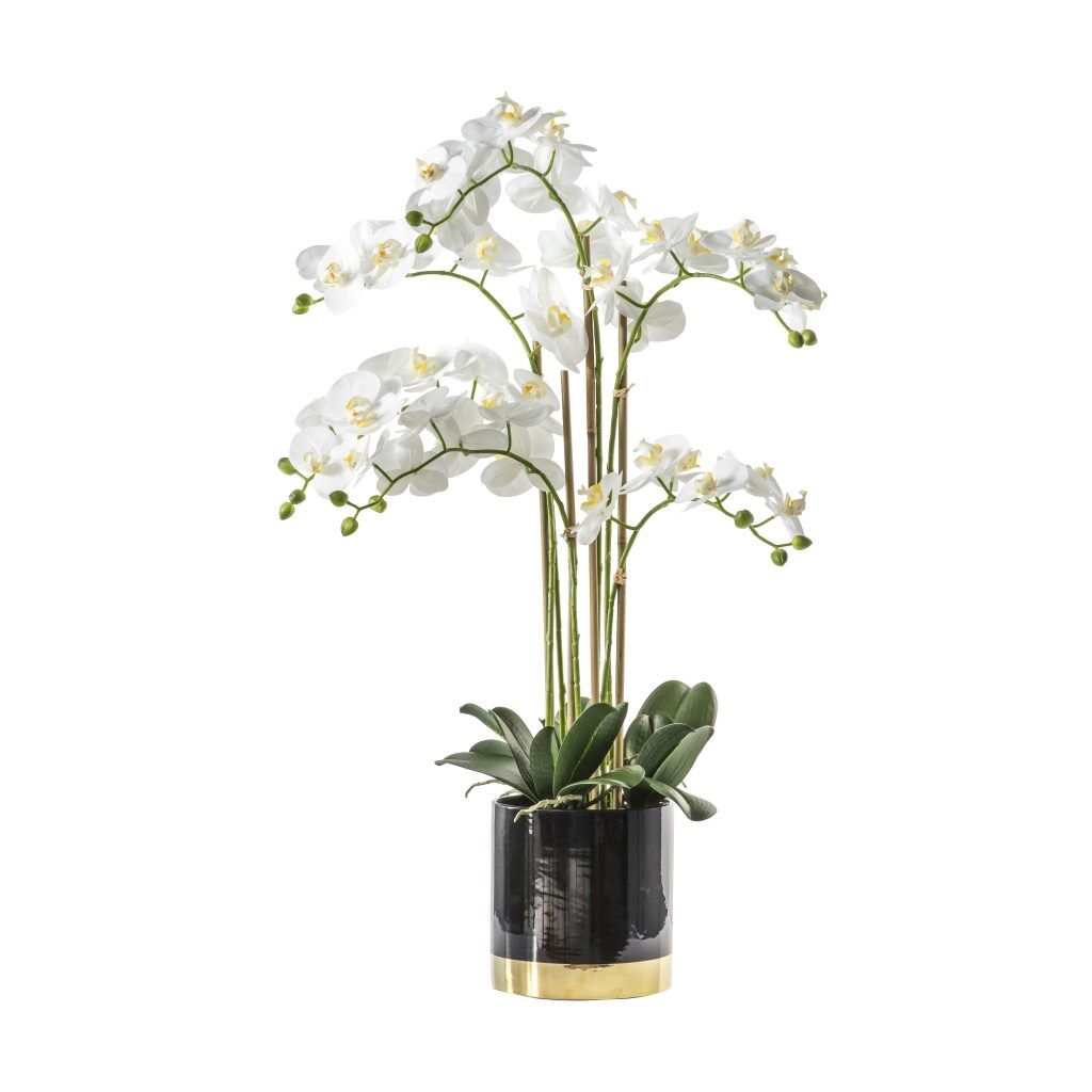 Gallery Direct Orchid White wBlack Gold Pot | Shackletons