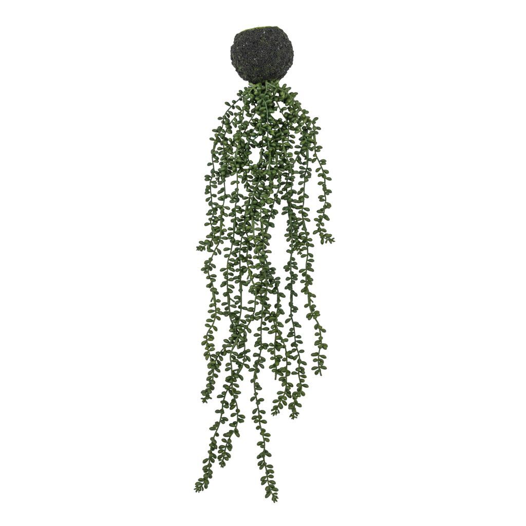 Gallery Direct String of Pearls in Soil | Shackletons