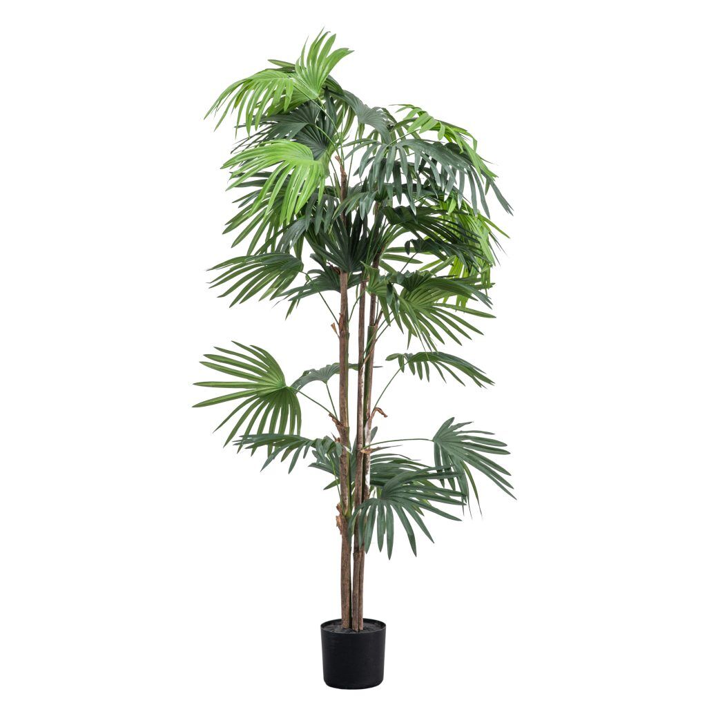 Gallery Direct Chinese Fan Palm | Shackletons