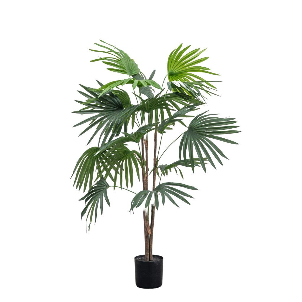 Gallery Direct Chinese Fan Palm | Shackletons