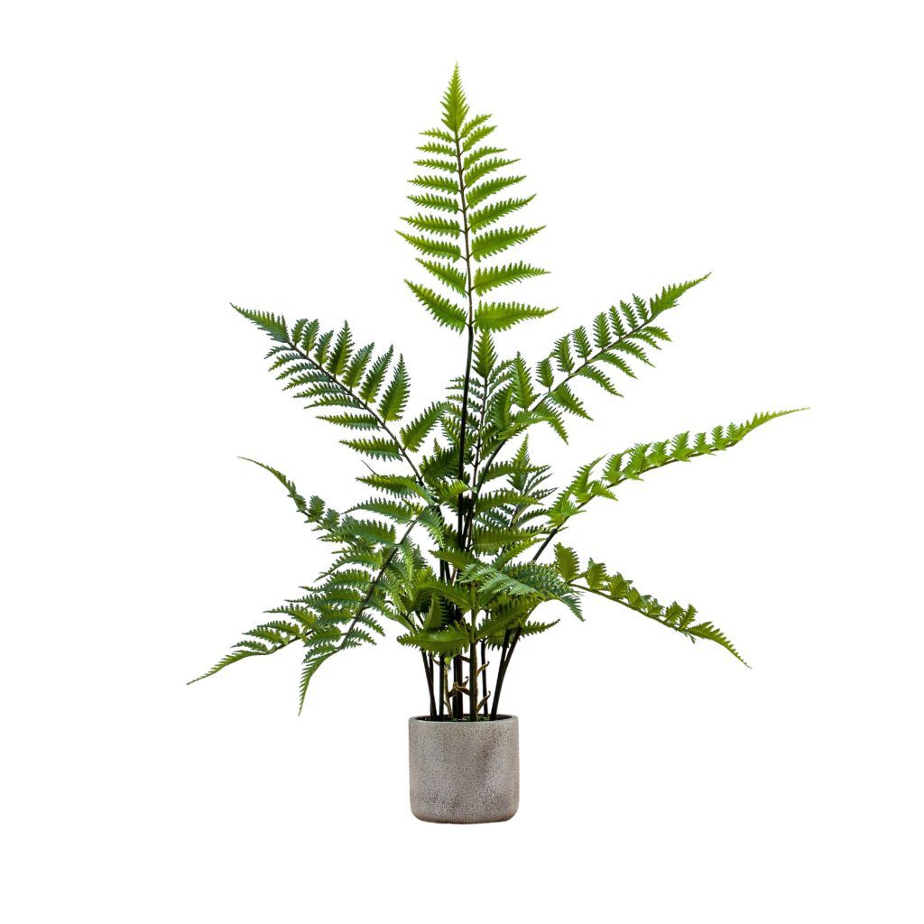 Gallery Direct Potted Fern in Cement Pot | Shackletons