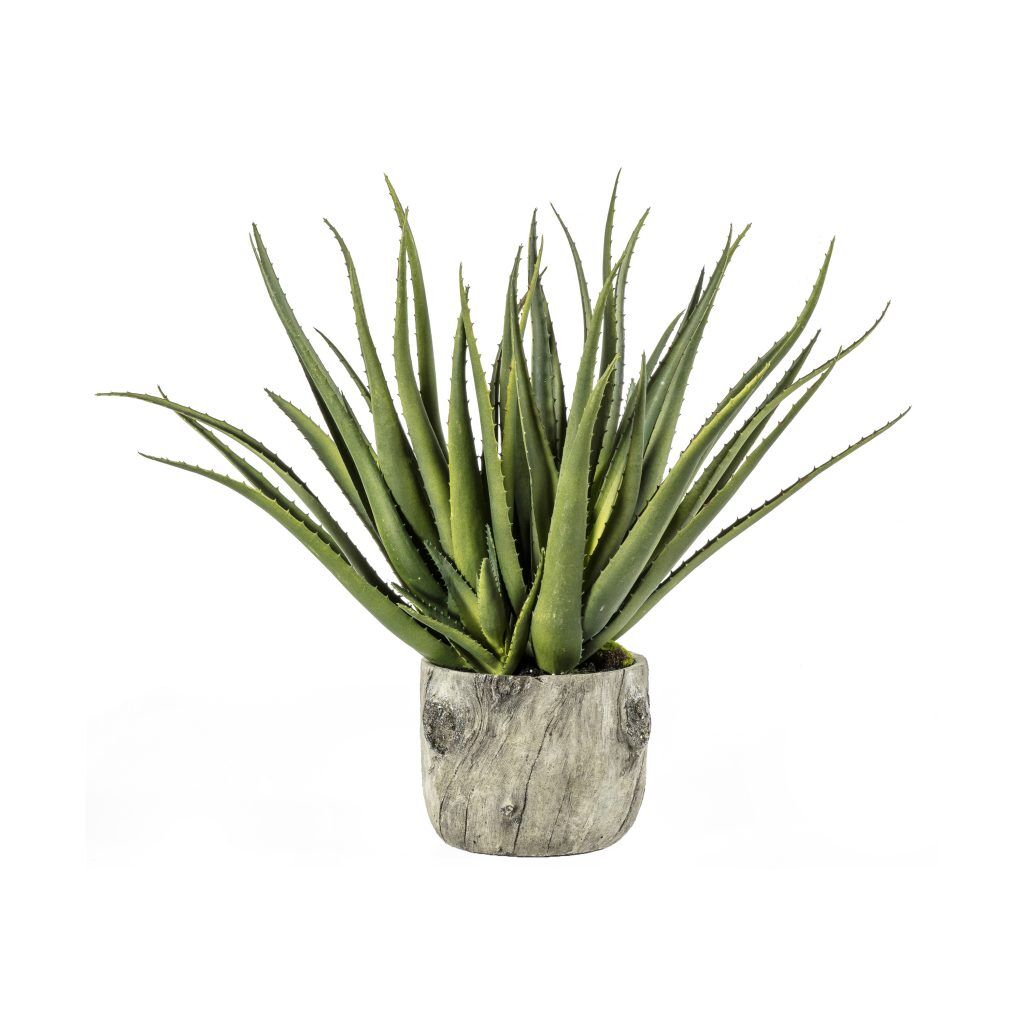 Gallery Direct Aloe wBark Effect Pot | Shackletons