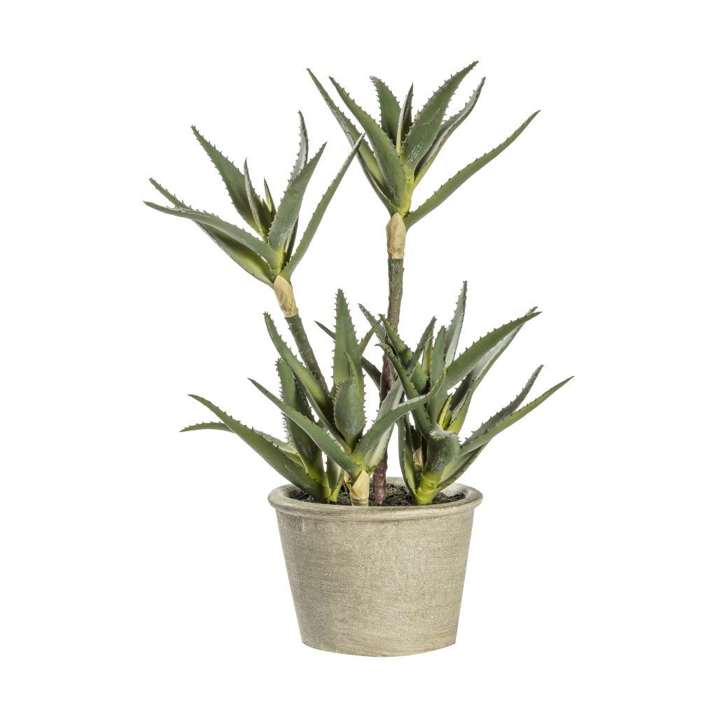 Gallery Direct Potted Aloe | Shackletons