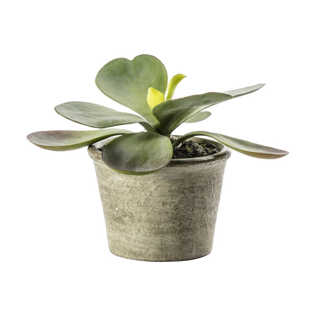 Gallery Direct Kalanchoe Pale Green | Shackletons