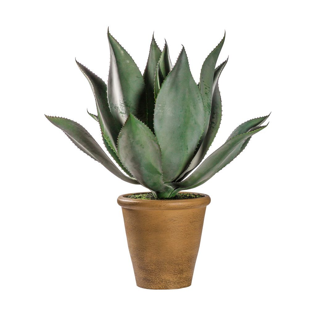 Gallery Direct Aloe Wide Leaf | Shackletons