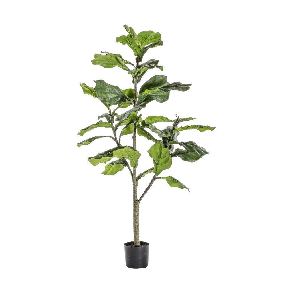 Gallery Direct Fiddle Tree Leaves | Shackletons