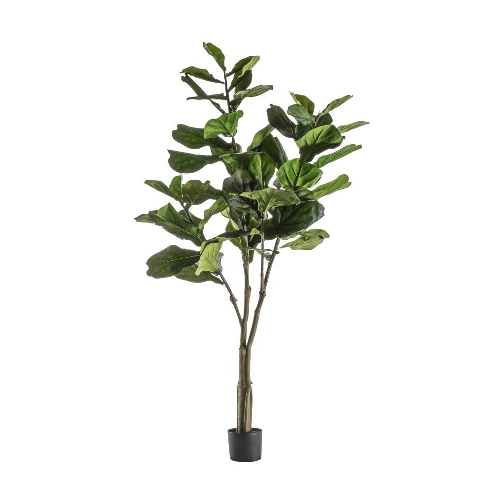 Gallery Direct Fiddle Tree  Leaves | Shackletons