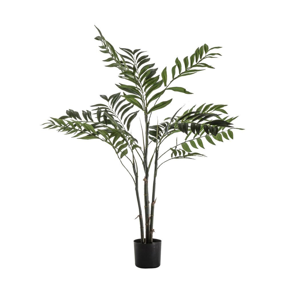 Gallery Direct Areca Palm Tree Small | Shackletons