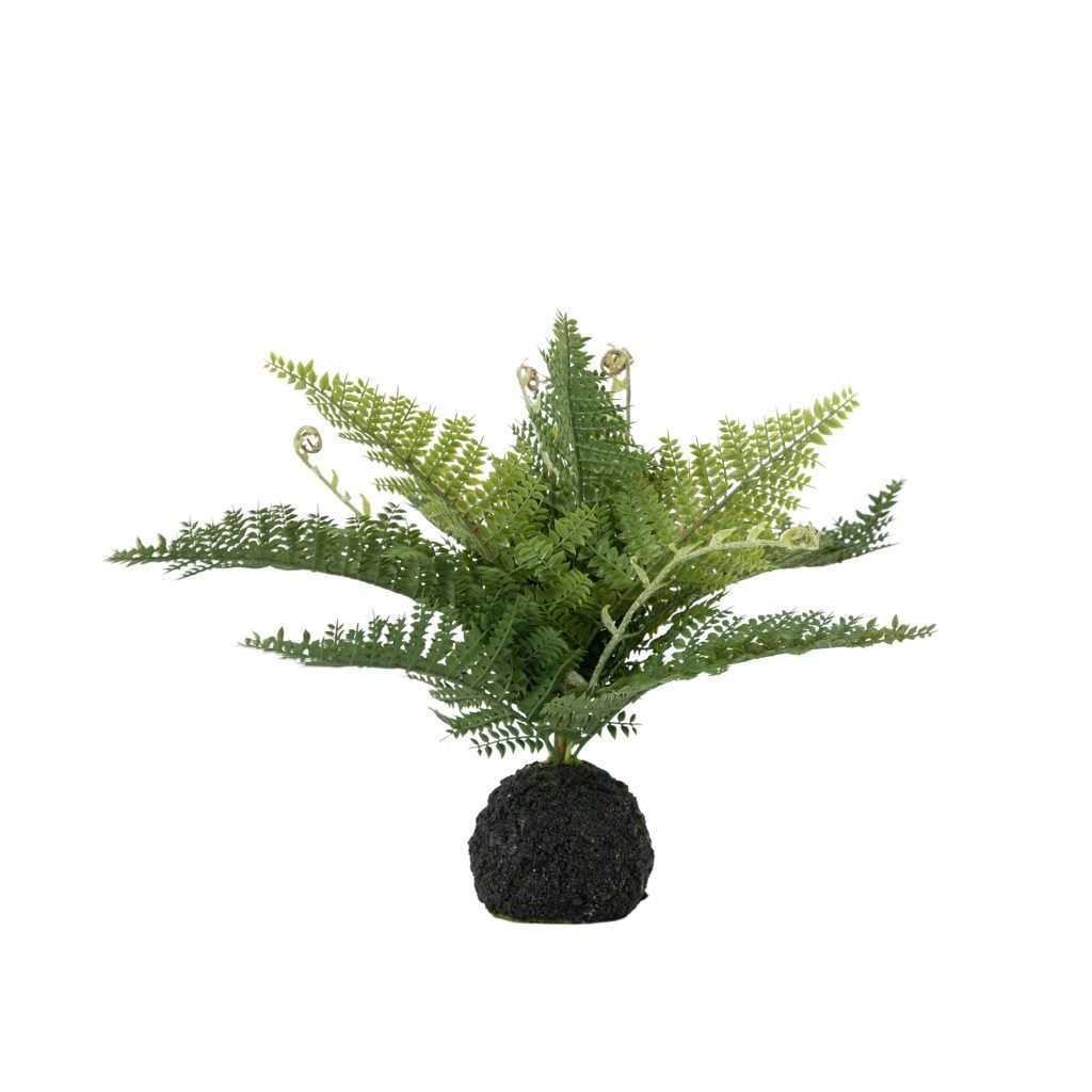 Gallery Direct Lady Fern in Soil Green | Shackletons