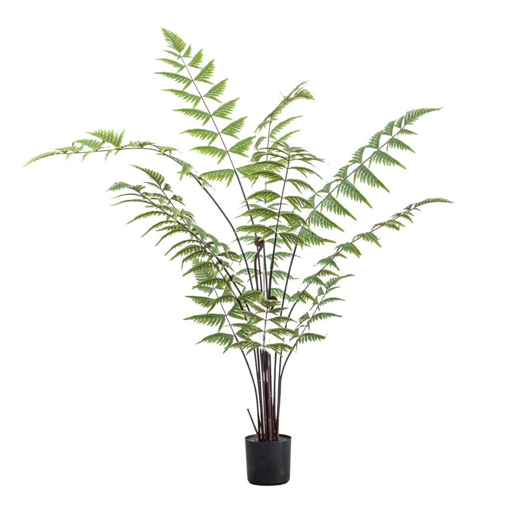 Gallery Direct Butterfly Fern | Shackletons
