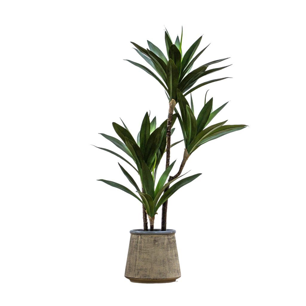 Gallery Direct Potted Yucca Green | Shackletons