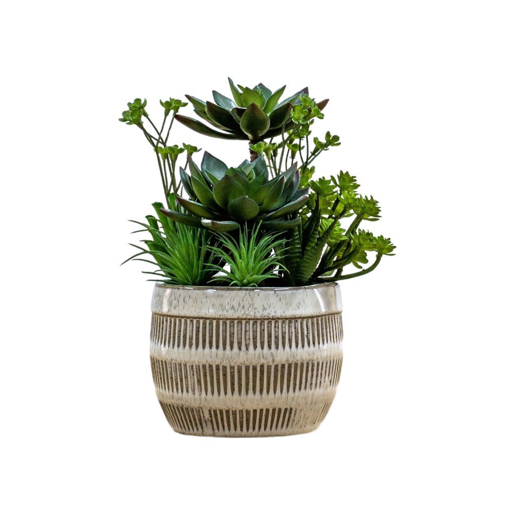 Gallery Direct Potted Succulents Ceramic Pot Green Brown | Shackletons